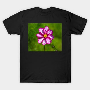 Daisy Marguerite Macro - Pink/White Flower - Green Background T-Shirt